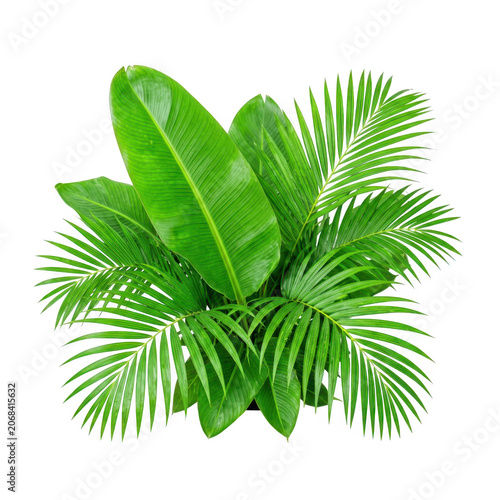 Tropical Palm Leaves Transparent Background