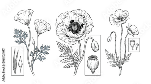 Konstfotografi Botanical poppy flower vector set, detailed hand-drawn opium poppy illustrations, vintage floral elements for scientific diagrams and natural history designs, black and white botanical art