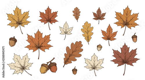 Foto Autumn leaves and acorns are scattered on the forest floor in a natural landscape
