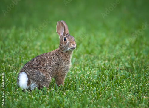 Cute Cottontail bunny rabbit sitting in the grass on a summer evening, showing off its white, fluffy tail. Natural green background with copy space.