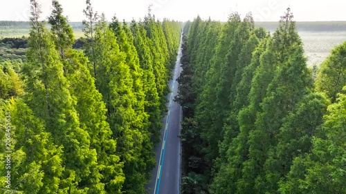Aerial View of Straight Road Through Green Plantation Forest Rows
