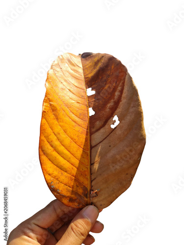 Close-up of a dried brown tropical leaf held by a human hand, isolated on a white background. Natural autumn foliage with visible texture, veins, and insect-eaten holes. Suitable for nature, ecology, 