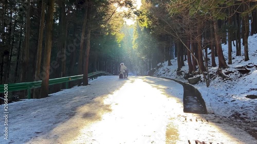Sunlit Snowy Forest Road with Tall Pine Trees and Falling Snow