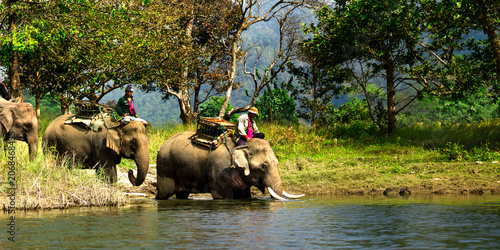 Sticker Elephant caravan for tourists Eco-tourism activities in Thailand.