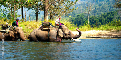 Photography Elephant caravan for tourists Eco-tourism activities in Thailand.