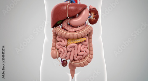 Human digestive system with organs detailed anatomy for medical education and health awareness showcasing stomach liver intestines and other vital parts.