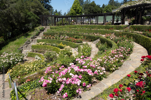 Konstfotografi Blooming Roses at the Berkeley Rose Garden – Berkeley, California