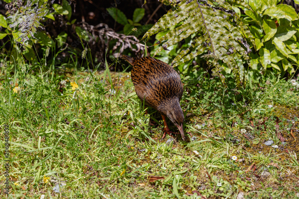 Fototapeta premium Brown Flightless Bird Foraging Among Green Vegetation