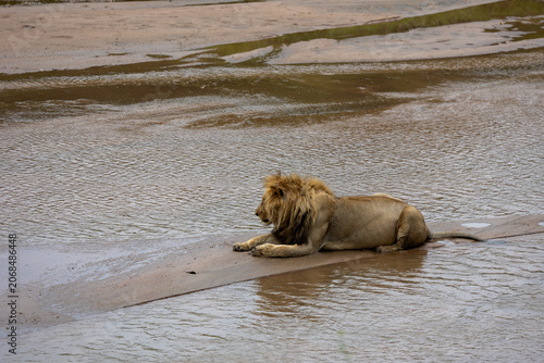 Konstfotografi Adult male African lion rests on a sandbar in a shallow river - Masai Mara Natio