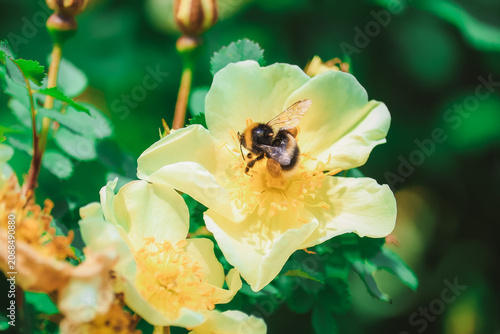 Photos Lovely fresh musky rose