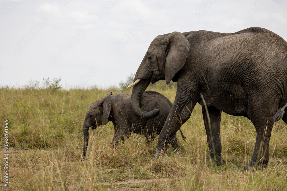 Fototapeta premium Adult African bush elephant touches a calf with its trunk while walking through grass - Masai Mara National Reserve, Kenya, African wildlife safari photography