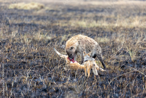 Foto Spotted hyena feeds on a gazelle carcass as a jackal scavenges nearby on burnt g