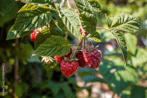 Himbeeren im Garten bei Sonnenlicht