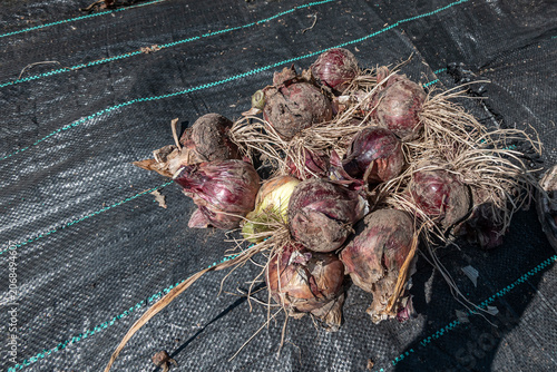 Frisch geerntete Rote und Weisse Zwiebeln