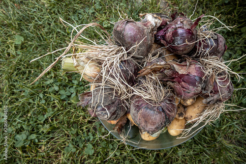 Frisch geerntete Rote und Weisse Zwiebeln