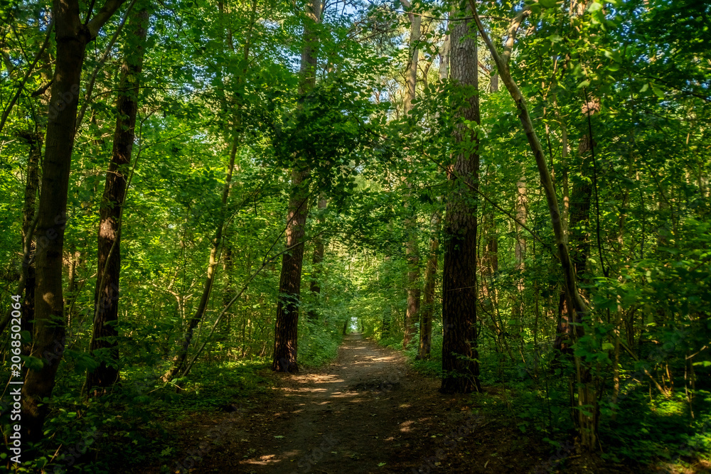 Fototapeta premium A narrow path through dense thickets. Tall trees in a summer forest. A trail for hiking in nature.
