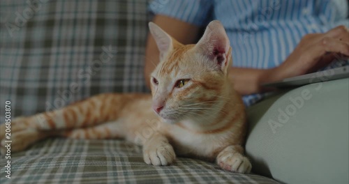 Close-up. Hand of Asian woman sitting on sofa using computer as a orange cat lounges nearby. 