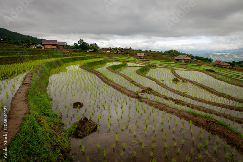 Peaceful rice terraces surrounded by stunning clouds in a picturesque rural setting