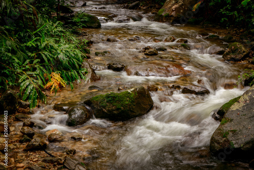 Peaceful mountain stream cascading over stones embraced by vibrant foliage in a calm woodland environment