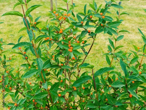 (Lonicera pyrenaica) Pyrenean honeysuckle, shrub with upright fragile branches bearing decorative clusters of double globose red-orange berries in early summer with leathery green oblong veined leaves
