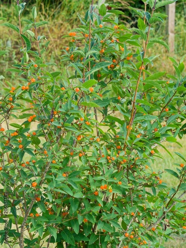 Lonicera pyrenaica - Pyrenean honeysuckle, ornamental shrub adorned with orange-red berries and pale blue-green leaves in early summer after clusters of large funnel-shaped cream flowers

