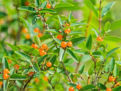 Pyrenean honeysuckle or Lonicera pyrenaica, bushy shrub with upright twigs bearing oblanceolate and leathery green leave with decorative globose orange-red berries in early summer

