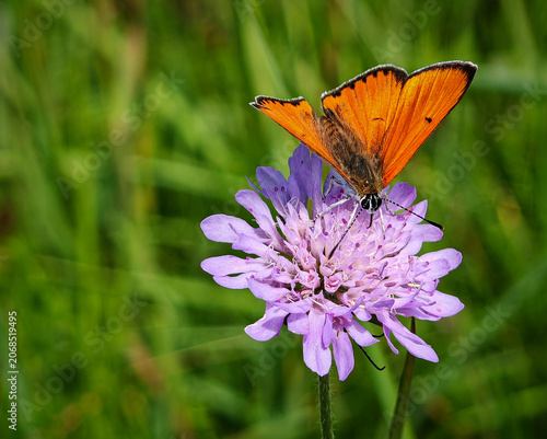 Foto Bright copper butterfly feeding on a pale purple field scabious flower in a species-rich mountain meadow near Bükkszentkereszt, Bükk Mountains, Hungary