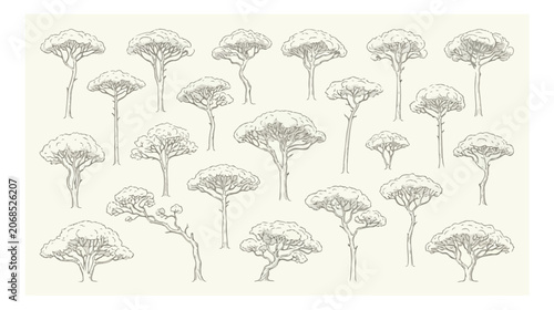 Vintage hand drawn pine tree sketches, collection of 20 mediterranean stone pine vector illustrations, antique botanical line art set