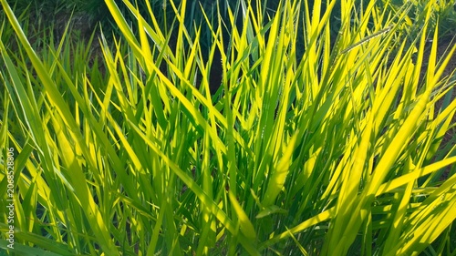 Fresh Green Grass in Morning Sunlight Close Up