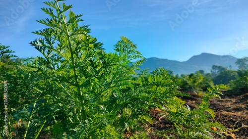 Carrot Growing in Field with Mountain Landscape in Philippines