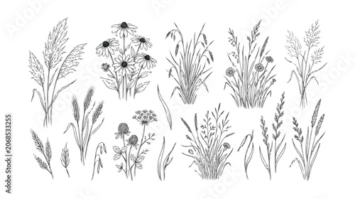 Vintage botanical line art collection of wild meadow flowers and grasses, hand drawn floral sketches, black ink vector elements for wedding stationery