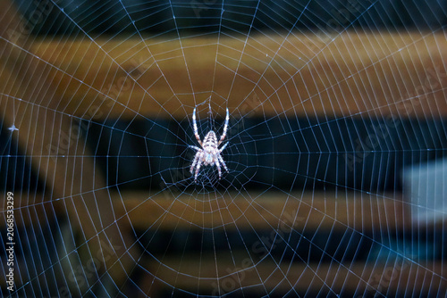 Принти на полотні The spider has spun a web and sits in the center waiting for prey