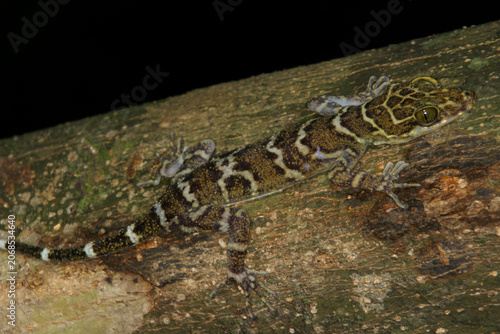 Camouflaged Borneo Bow-fingered Gecko (Cyrtodactylus malayanus) on tree branch, Sarawak, Borneo