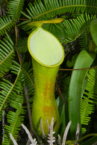Pitcher of Nepenthes reinwardtiana in the Kelabit Highlands, Sarawak, Borneo