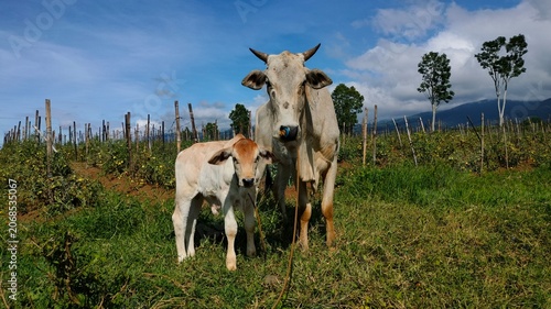 Cow and Calf Standing in Field in Philippines