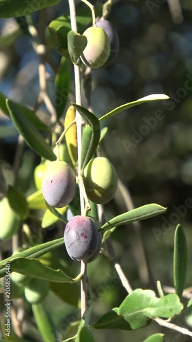 Olives ripening on olive tree branch in sun