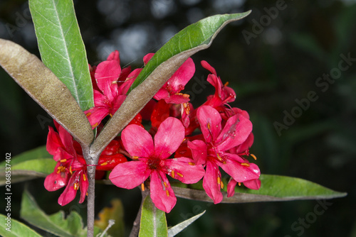 Close-up of red Rhododendron durionifolium flowers in Sarawak, Borneo