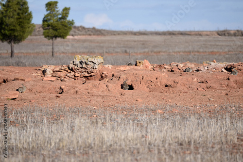 A clay rabbit warren, with five cute european rabbits, Oryctolagus cuniculus, visible outside. Taken near Alcázar de San Juan, Spain. 
