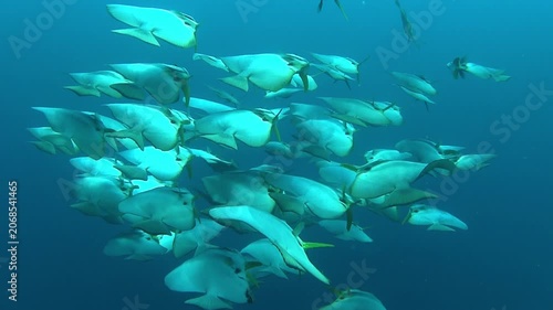 The school of Orbicular batfish