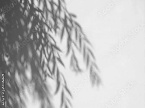 Willow branch shadow overlay with natural tree leaves casting a silhouette on white wall background