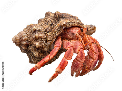 Картината върху платно Detailed photograph of a vibrant hermit crab emerging from its ornate spiral seashell