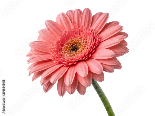 Obraz na plátně Captivating pink gerbera daisy with its charming petals and textured center, presented on a transparent background