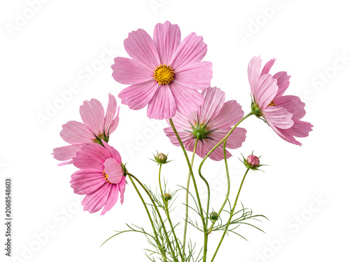 Delicate pink cosmos flowers and buds with fine green foliage, artfully isolated on a transparent background.