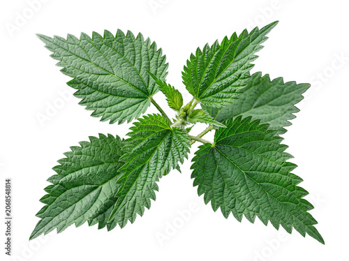 Fotografie Fresh vibrant green stinging nettle plant, viewed from above, showcasing textured leaves