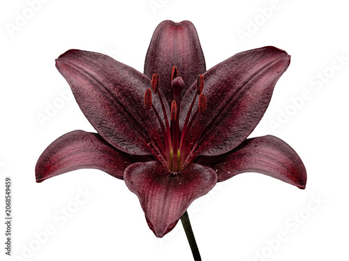 Elegant dark red oriental lily bloom with rich velvety petals, vibrant stamen, isolated on transparent background.
