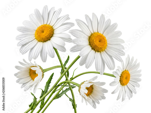 Fresh white daisy flowers with vibrant yellow centers, neatly arranged and isolated on a transparent background.