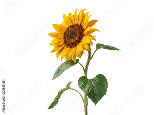 A vibrant, tall sunflower with green stem and leaves, standing brightly, isolated on transparent background.