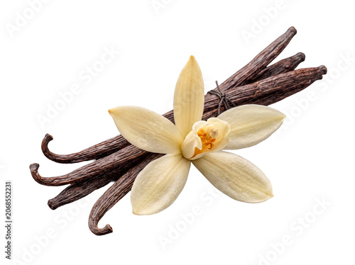 Fotografie Beautiful vanilla orchid flower alongside a tied bundle of numerous fragrant cured vanilla pods, elegant and classic