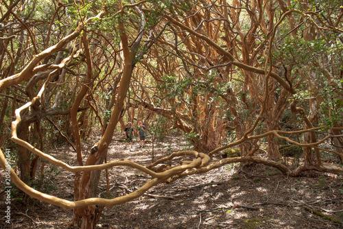 Two friends exploring a dense tangled forest