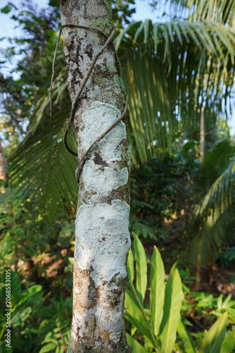 Принти на полотні White fungus infects the tree
